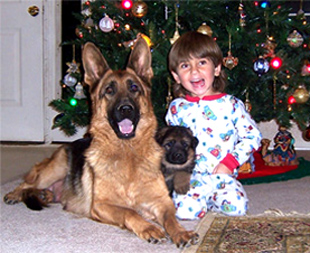 German shepherd puppies with Aidan - Janara and Amigo von gunbil 2004