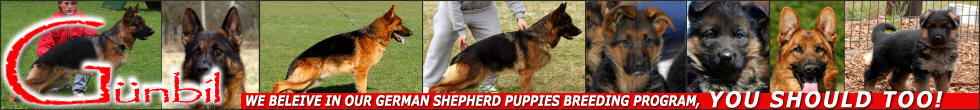 Welcome to world class German Shepherd Dogs