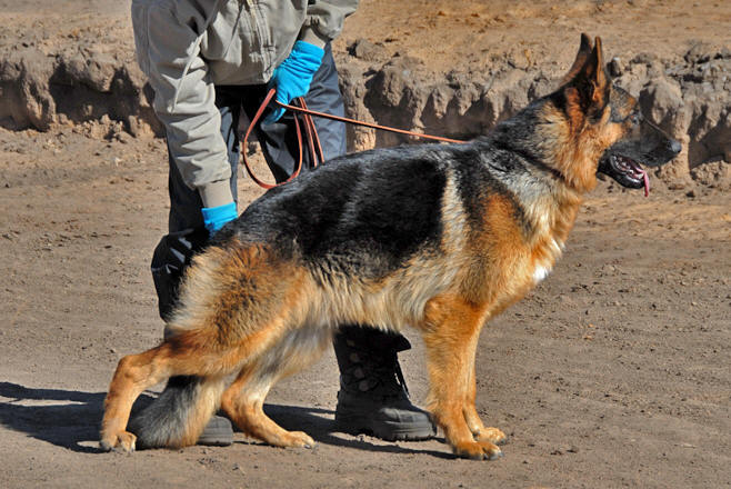 Cooper von Gunbil