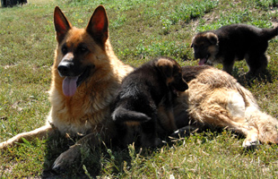 German Shepherd Puppies from Enschi 2007