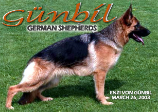 Enzi von Gunbil