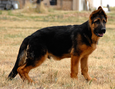 Gunbil german shepherd male puppy 4 1/2 month old form the litter of VA1 Zamp thermodos and Flora.