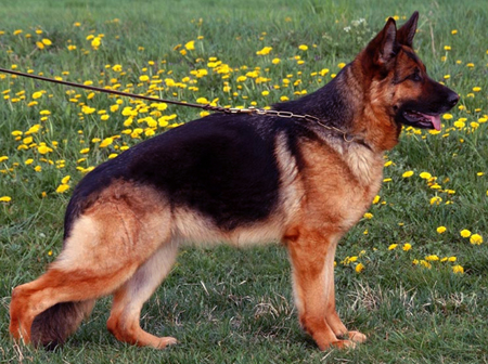 Flora von der Tempelhoeve