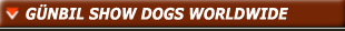 Our worldclass German shepherd show dogs. Please choose from the options below.