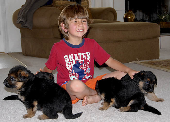 German shepherd puppies with Aidan - Ino and Olanda 2008
