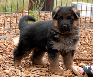 German Shepherd Puppies