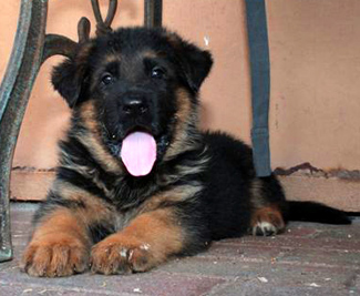 German shpeherd import puppies