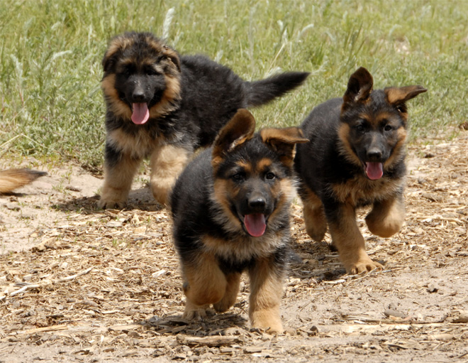 Gsd Puppies Pictures