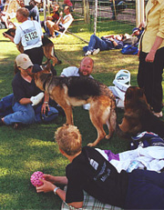 Gunbil German shepherd puppy in motion