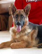 Zorro 6 months old