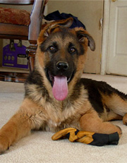 Zorro 3 months old