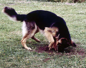 Gunbil German shepherd puppy in motion