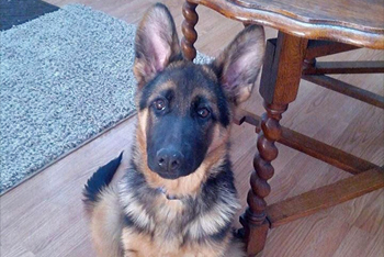 Gracie von Gunbil