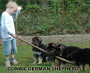 Gunbil German shepherds