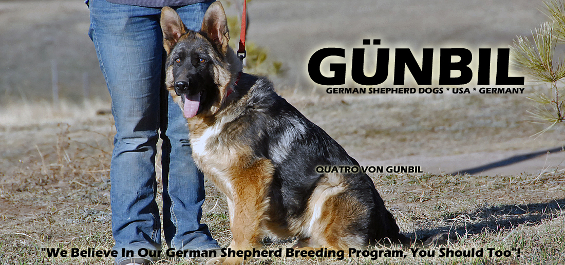German shepherd hip, elbow rating from the SV, FCI and OFA