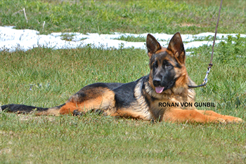 Ronan von Gunbil