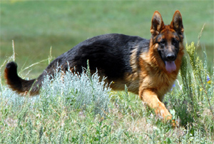 Gunbil German shepherd puppy in motion