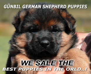 Gunbil German shepherd puppy in motion