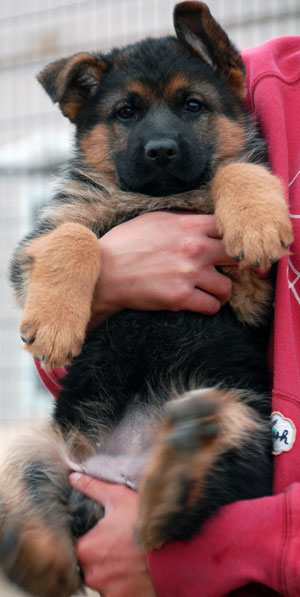 Gunbil German shepherd puppy in motion