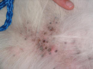 lyme disease in dogs skin