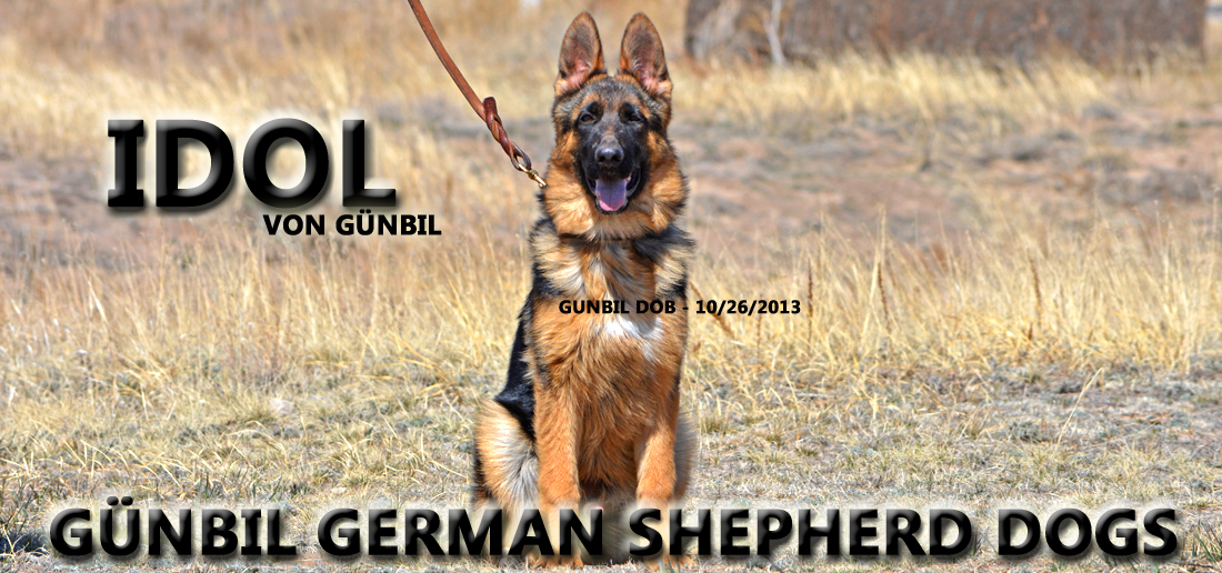 Gunbil German Shepherd Testimonails