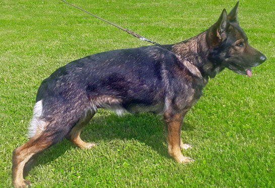 Champion German shepherd dam Grandaughter of Vegas du Haut Mansard