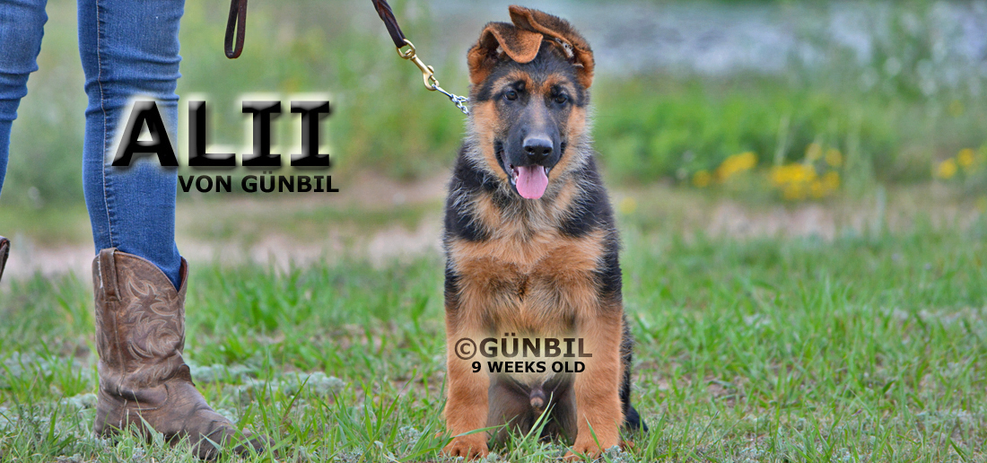 Gunbil German Shepherd Testimonails