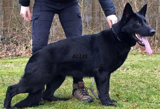 Champion German shepherd dam Grandaughter of Vegas du Haut Mansard