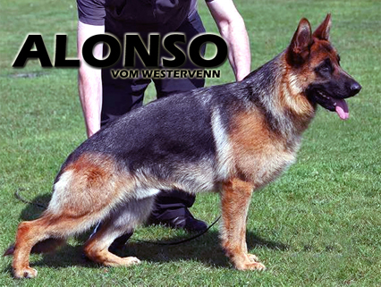 Alonso vom Westervenn