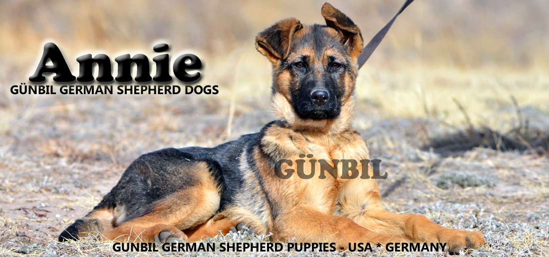 Gunbil German Shepherd Testimonails