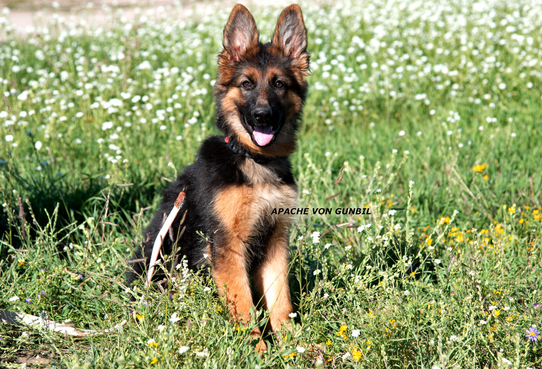 Apache - German shepherd female puppy