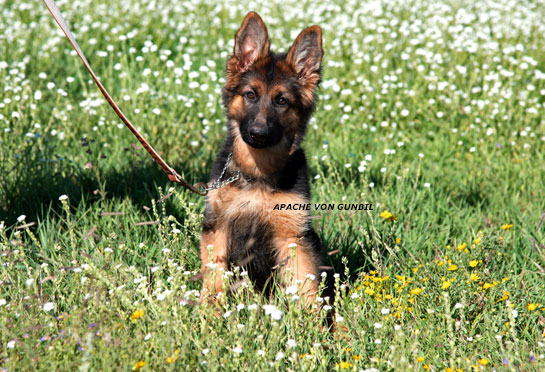 Trained German shepherd female puppy name Apache