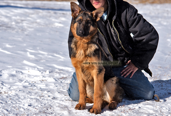 Arek trained male puppy for sale