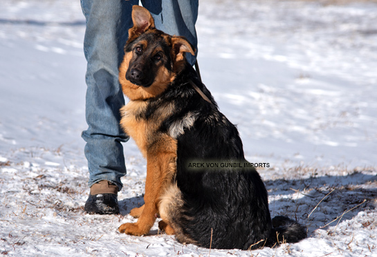 Arek trained imported male puppy from Germany