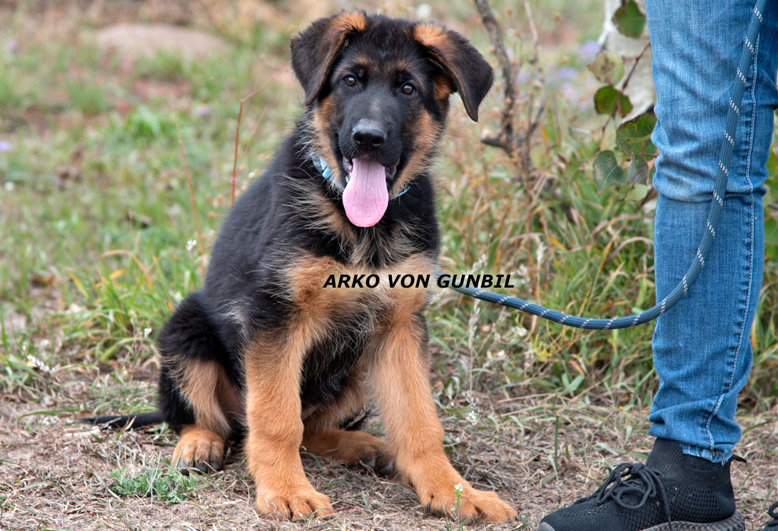 Arko - German shepherd import male puppy