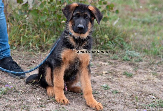 Trained German shepherd male puppy name Bodo