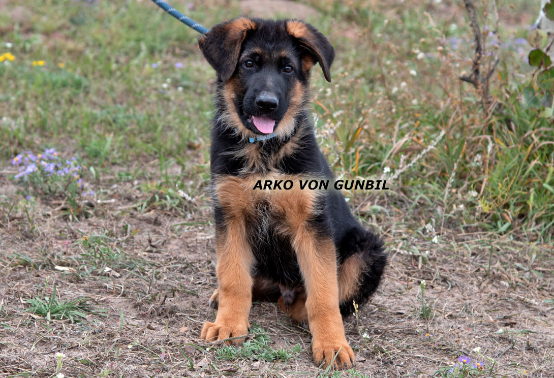 Arko - German shepherds