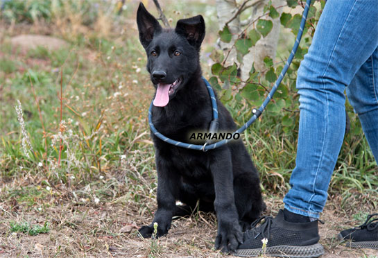 Trained German shepherd male puppy name Armando