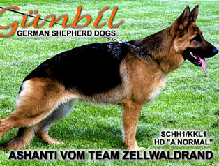 Ashanti vom Team Zellwaldrand