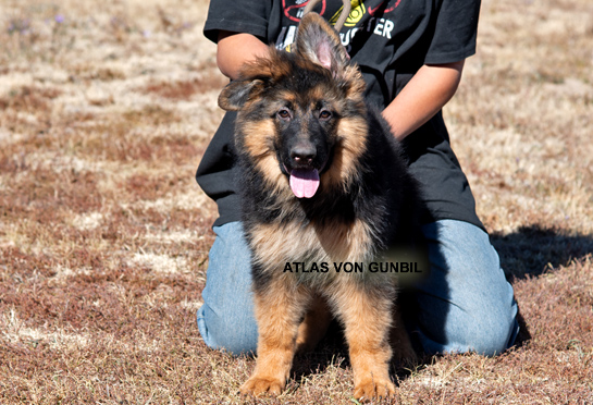 Trained imported male puppy for sale Trained male puppy