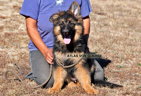 Trained German shepherd male puppy for sale Trained German shepherd male puppy