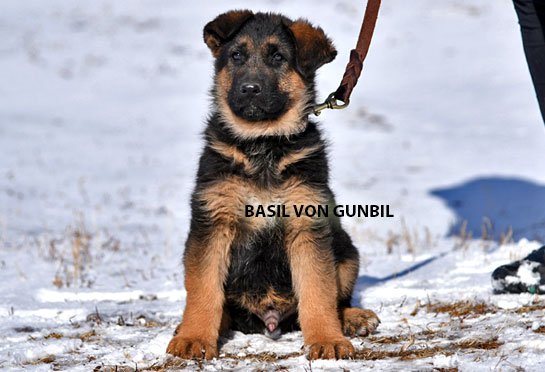 Trained German shepherd female puppies for sale