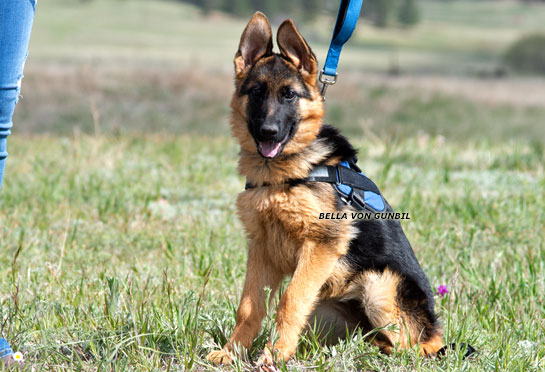 Bella trained German shepherd female puppy