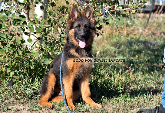 Trained German shepherd male puppy name Bodo