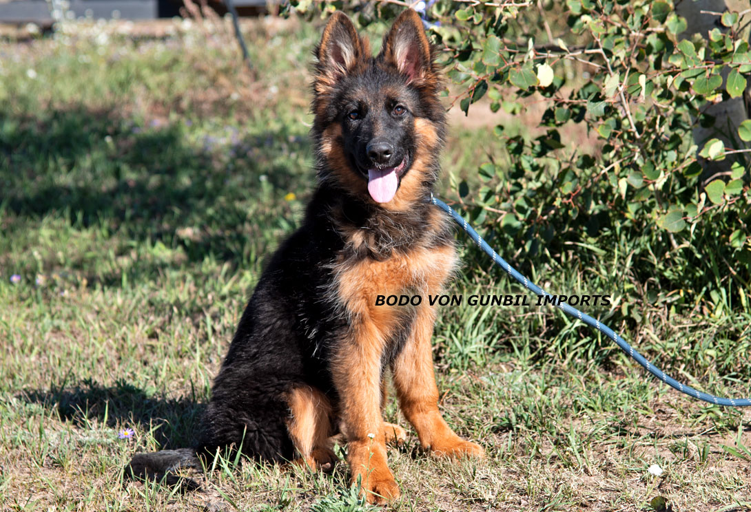 Bodo - German shepherdimport male puppy