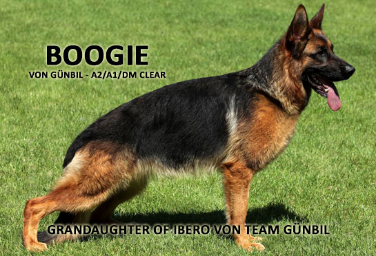 German shepherd puppies from Boogie von Gunbil in Colorado. German shepherd puppies in Colorado from Boogie von Gunbil