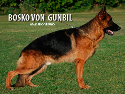 Bosko von Gunbil