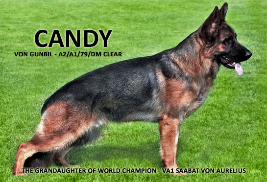 German shepherd puppies from Candy von Gunbil in Colorado. German Shepherd puppies in Colorado from Candy von Gunbil