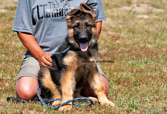 Charly is a trained German shepherd male puppy