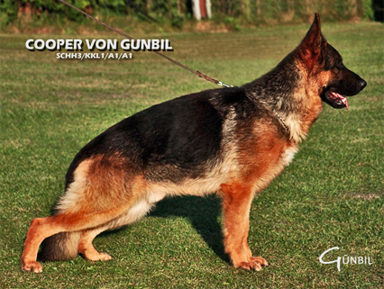 Cooper von Gunbil